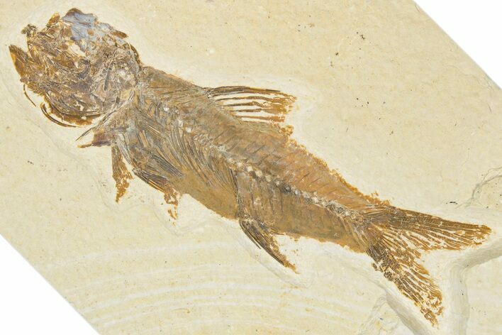 Detailed Fossil Fish (Amphiplaga) - Uncommon Species #354059